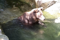 2016-09-11-Innsbruck-Alpenzoo-02